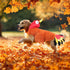 BWOGUE Turkey Dog Costume - Thanksgiving Apparel for Dogs and Cats