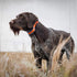 SportDOG Brand Grey 3/4 Inch Collar Straps - Waterproof and Rustproof