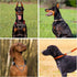 Plutus Pet Martingale Dog Collar with Stainless Steel Chain, Adjustable No Pull Training Collar for Small Medium Large