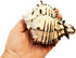 Florida Shells and Gifts Inc. (4"-5") (2" Black Murex Shell Seashell Beach Decor Crafts Air Plants XL Hermit Crab