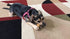 Authentic Himalayan Yak Cheese for Dogs - Small/Medium (Pack of 4) - Rawhide-Free, NO preservatives