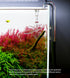 Aquarium Glass Lily Pipe for Canister Filter, Unique Outflow Surface Skimmer, Ideal for Shallow Tanks, 1/2'' Tubing