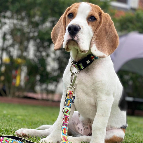 Max & Molly Classic Dog Leash, Durable Neoprene Fabric, Comfort Grip Handle, Brushed Silver Hardware, Machine Washable