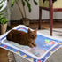 Summer Water-Filled Pet Cooling Mat for Cats and Dogs Inflatable Sensory Play Mat with Tropical Fish Design PVC Water