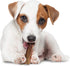 Nylabone Healthy Edibles Natural Dog Chews, Long Lasting Bacon Flavor Treats, Small/Regular, 1 Count
