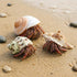 ECVLRTK 5 2.4-3.9 1-2in. Pcs of Medium and Large Hermit Crab Shells Natural Conch Size in, Opening Size Growth Turbo