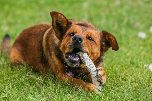 Top Dog Chews – Approximately 1LB Deer Antlers, Premium, Grade A, Natural Chew for Large, Medium or Small Dogs