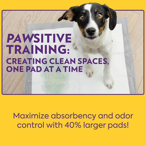26"x24", 60 Count OUT! PetCare XL Training Pads, Leak-Proof Disposable Pee Pads for Dogs, Potty Training with Odor