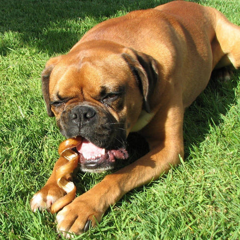 Pawstruck All-Natural 6" Bully Stick Springs for Dogs, 3 Pack - Rawhide-Free, 100% Beef Chew Bones