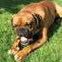 Pawstruck All-Natural 6" Bully Stick Springs for Dogs, 3 Pack - Rawhide-Free, 100% Beef Chew Bones