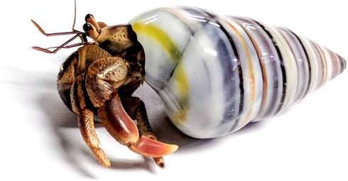 Store 4 4 Live Hermit Crabs Shipped Now-with Premium Hermit Crab Shells: Land Crabs with Extra Shells from Nature Gift