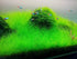 2 1 Dwarf Hairgrass Eleocharis Parvula Live Aquarium Plants Carpeting Plant for Aquatic Freshwater Fish Tank Buy GET