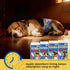 Male,40 Pet Soft Dog Diapers Ct Disposable Male Dog Wraps, Super Absorbent Doggie Belly Band with Wetness Indicator