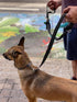 6 ft. Bungee Dog Leash - Heavy Duty with 4 Traffic Handles, Mighty Carabiner Clip, Ultra Reflective for Large Dogs