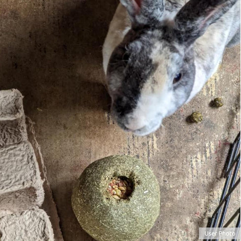 Chinchillas Kaytee Timothy Roll 'n' Toss Toy and Treat for Pet Rabbits, Guinea Pigs