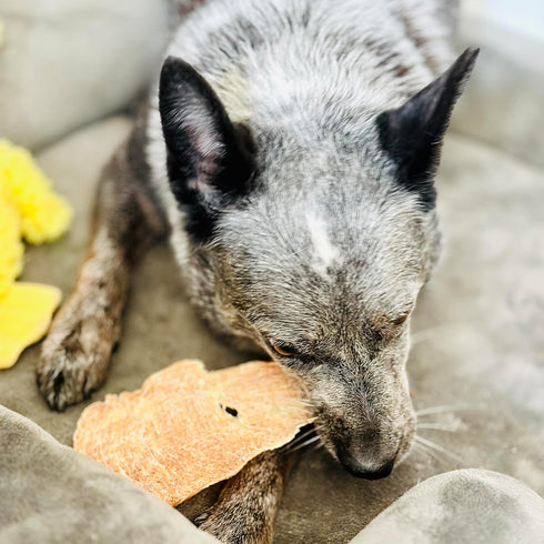 BLACK FOX Dehydrated Chicken Breast Dog Treats - 4 oz Single Ingredient 100% USDA Grade Chicken Jerky