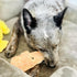BLACK FOX Dehydrated Chicken Breast Dog Treats - 4 oz Single Ingredient 100% USDA Grade Chicken Jerky