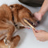 Dog Toothbrush - 4-Pack Two Sided Bamboo Toothbrush for Small and Large Dogs & Cats, Soft Bristles for Dental Care