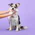 RAW SUGAR Dog Wipes, 3 Pack, 60 Ct - Waterless Pet Grooming Wipes with Chamomile & Aloe Vera for Paws, Coat, Face & Ears