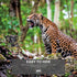 WOSPORTS Camera,24MP 1080P Mini Trail HD Game Camera Motion Activated with IR Night Vision Waterproof Video Deer Cam