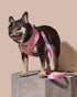 Ruffhaus NYC Pink Sprinkles Dog Leash, Ice Cream and Waffle Cone Print, Girl Dog Birthday Puppy Leash, Comfort Dog