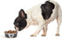 PetRageous 13097 Fiji Stainless Steel Non-Slip Dog Bowl 1.75-Cup Capacity, 5.5-inch Diameter, Light Grey and Black