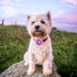PET SHOW 12pcs Dog Collar Bows and Flowers for Girls Puppies Cats, Embellishment Decor for Small Medium Dogs