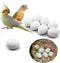 FOIBURELY 8 Pcs Solid Parrot Plastic Eggs, Hatching Eggs for Green Cheek, Lorikeet & Ringneck Dove, Quaker, Cockatiel