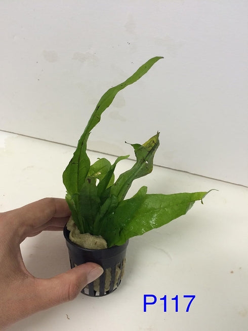 Jayco Buy2get1free,same Ps117, plant Java Fern, Microsorum Pteropus Potted Plant Live Aquarium Plant
