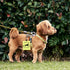 Therapy Dog Hang Tag, Alert Hanging Patches for Therapy Dog, Dog Alert Patches
