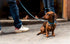 Urban Nomad Dog Collar - Waterproof, Odor Proof, Durable, Anti-Mat & Lightweight - Premium Coated Nylon - Teal, Medium