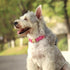 PET ARTIST Soft Leather Dog Collar for Large Dogs, Heavy Duty Nylon Padded Collar with Quick Release Metal Buckle, Neck