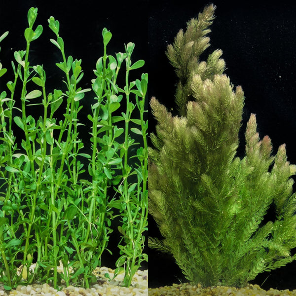 Generic Bacopa Monnieri and Hornwort Aquarium Plant Bundle- Live Freshwater Plant for Aquascaping,