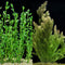 Generic Bacopa Monnieri and Hornwort Aquarium Plant Bundle- Live Freshwater Plant for Aquascaping,