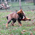 Dingo Gear Dog Toys for Puppies, Leather Balls with Handle, K9 Tug Toy Ball for Training, Outdoor Tug of War, 2x3