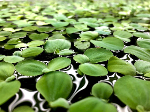 Aquarigram Live Water Lettuce Floating Plant for Aquariums