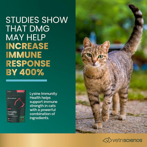 Immunity 250 Immune 120 Count VetriScience Lysine Health Chews, mg Lysine Plus Supplement for Cats and Kittens