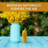 (3.5" 1.25") 12 BeeTheLight Beeswax Lantern Candles x - Smokeless Unscented Candle - Hours Burn Time Each - Natural