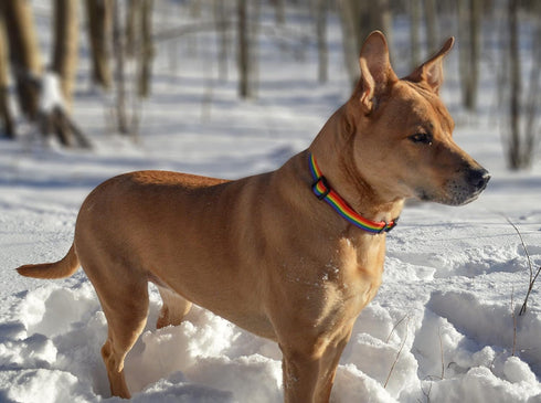 Native Pup Rainbow Flag Dog Collar, Medium, LGBTQ Flags Equality Pet Apparel Decor Gift