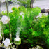 Boao 32.8 ft Aquarium CO2 Proof Tubing, Clear Airline Tubing with 12 Pcs Suction Cups for Fish Tank