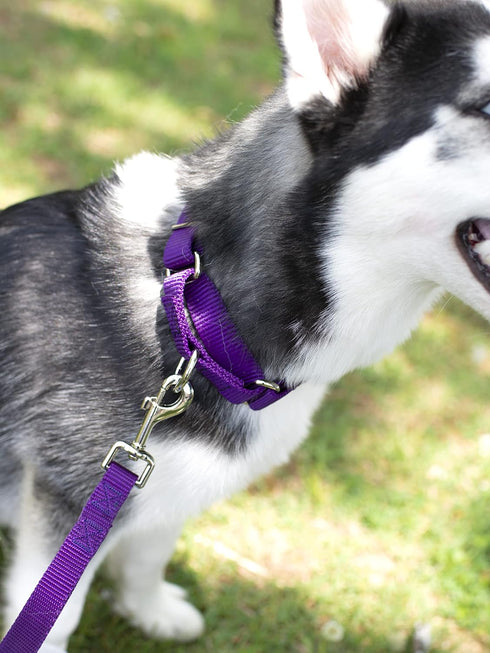 Country Brook Petz 1 Inch Nylon Dog Leash, Traditional Style, Purple, 6 Foot
