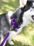 Country Brook Petz 1 Inch Nylon Dog Leash, Traditional Style, Purple, 6 Foot
