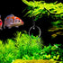 POPETPOP Betta Exercise Mirror Set, Double Sided Circle with Floating Ball for Fish Tank