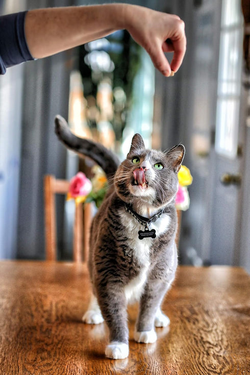 Smile Daily Dental Health Soft Chews for Cats, Support Healthy Teeth, Catnip, Green Tea, Prebiotics