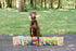 Just Beef Freeze Dried Dog Treats, USA Sourced, Human-Grade, All Natural, Grain Free - 3 oz