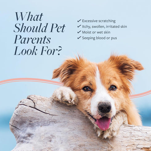 16 oz Veterinary Formula Clinical Care Hot Spot & Itch Relief Cat & Dog Medicated Conditioner, Oatmeal Conditions Skin