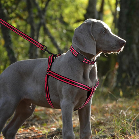 Mile High Life Night Reflective Double Adjustable Band Nylon Small Puppy Pet Dog Combo Collar Leash Set