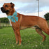 Maca Bates St. Patrick's Day Lucky Clover Dog Collar with Bow Tie, Adjustable Breakaway Green Collar for Dogs.