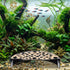 DOPENSPI 2 Pcs Shrimp Hides for Aquarium, ABS Plastic Aquarium Cave Shelters Small Fish Shrimps Tunnel House