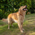 Hyhug Dog Collar for Large Dogs - Heavy Duty Red, Quick Release Nylon Buckle, Adjustable & Durable